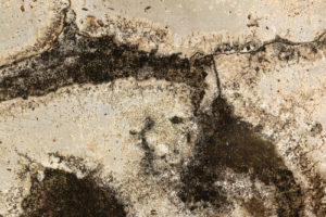What Causes Mold to Grow on Your Concrete Patio?