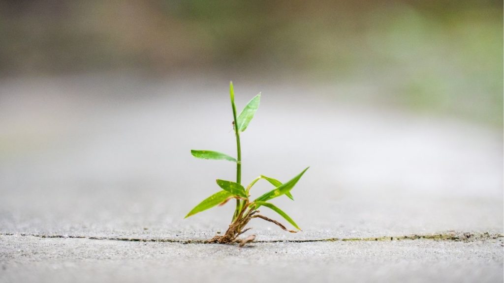 How to Get Rid of Weeds from Pavers and Driveways