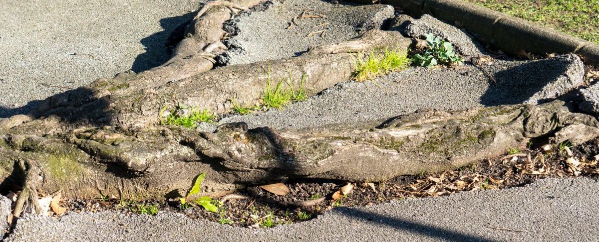 Key Challenges When Installing Concrete Sidewalks Near Tree Roots